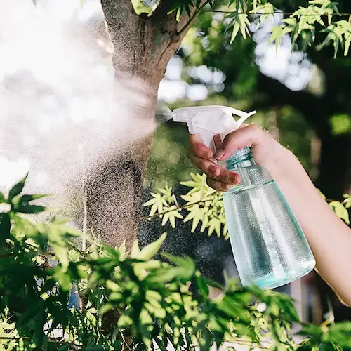 A close-up of a person holding a light blue plastic spray bottle and operating a white fine mist trigger sprayer to water green maple leaves in a garden.